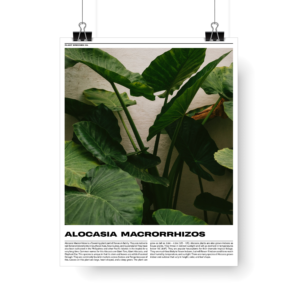 Plant Posters series 1 -Alocasia