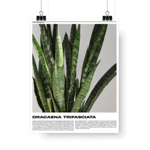 Plant Posters series 1 -Dracaena