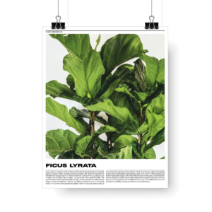 Plant Posters series 1 -Ficus