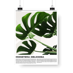 Plant Posters series 1 -Monstera