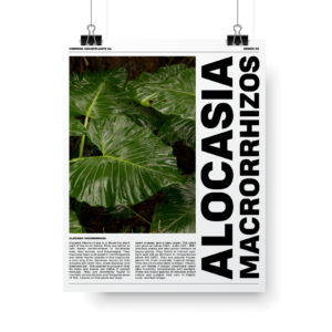 Plant Posters series 2 Alocasia