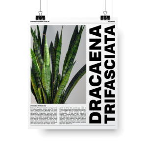 Plant Posters series 2 Dracaena