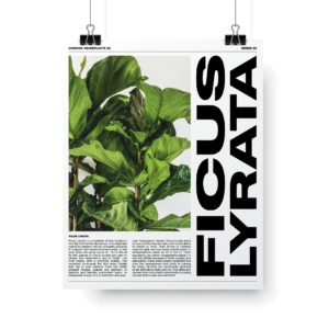 Plant Posters series 2 Ficus